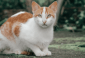 Rambo Cat